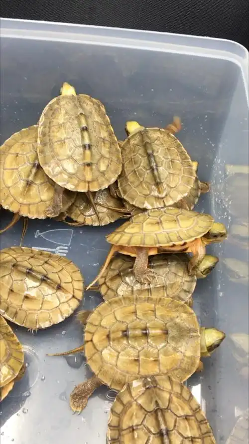 少少极品金钱龟海南苗,好货不多