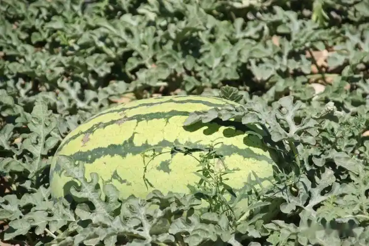 宁夏中卫硒砂瓜作为一个合格的吃瓜群众,什么时间段什么地区的西瓜最