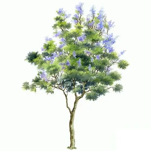 蓝楹jacaranda mimosifolia