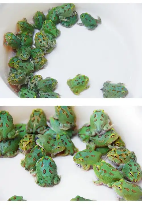 观赏角蛙活体宠物南瓜黄金草莓角蛙爬虫两栖宠物呆萌学生易养 黄金