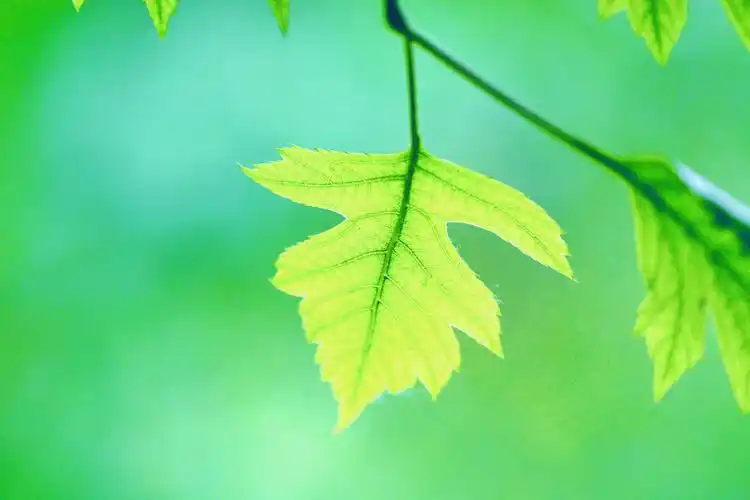 山楂树的叶子好看又特别原创摄影