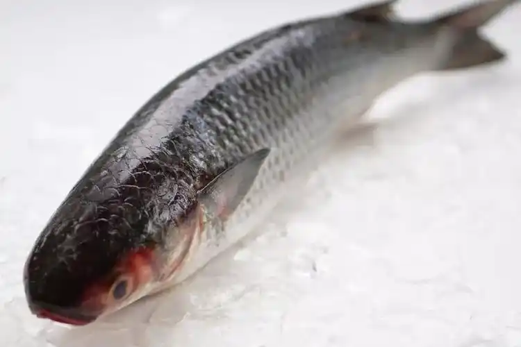 口感很好,价格很美丽,一般$3-5名称:black fish or ludrick 黑鱼black