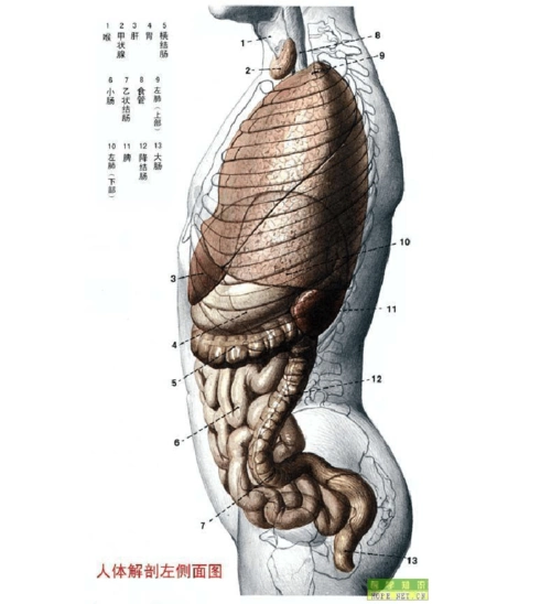 非常具体的人体结构图