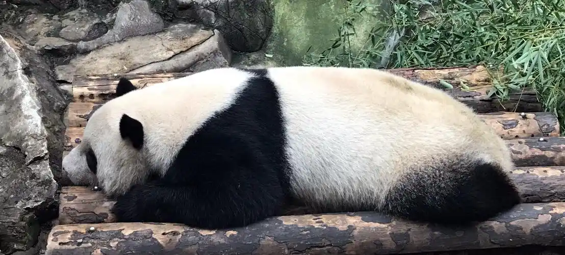 手机随拍:北京动物园大熊猫