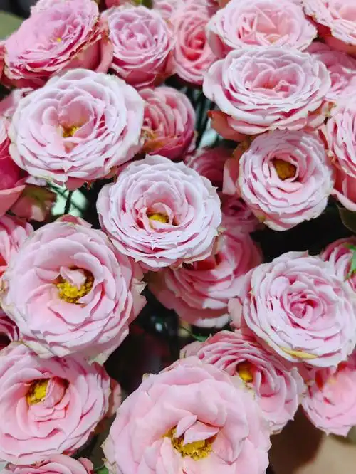 露露公主泡泡玫瑰