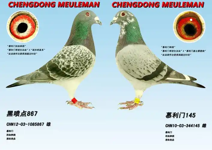 首 页  铭 鸽  新鸽上架  推荐铭鸽  定价鸽  信鸽拍卖 黄金配对