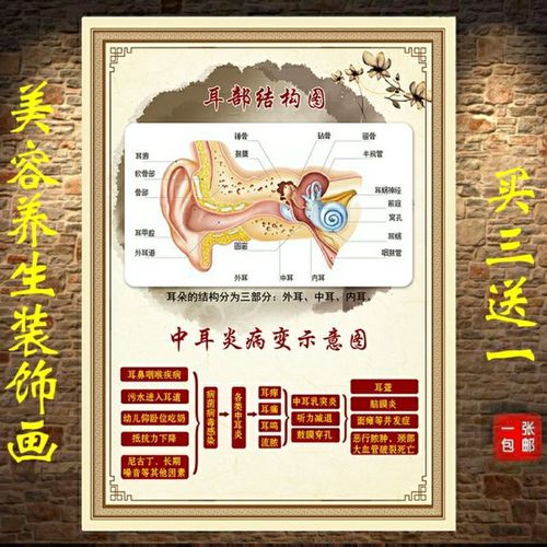 耳部结构图中耳炎病变示意图耳部穴位海报耳朵耳道内部结构图挂图