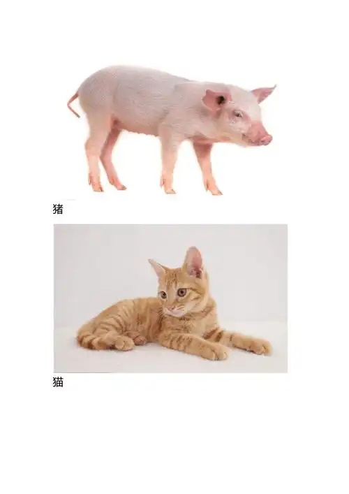 彩色照片-看图识物-可彩色打印.docx