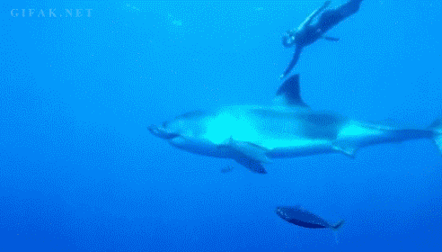 492_280gif 动态图 动图