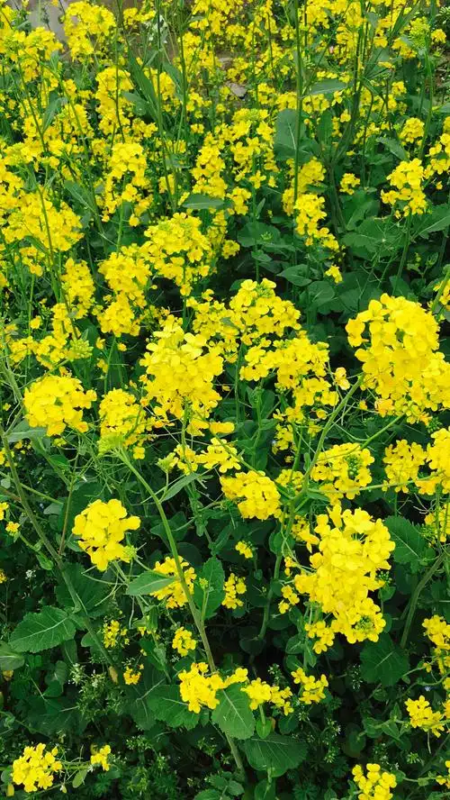 农作物也有春天 - 美篇