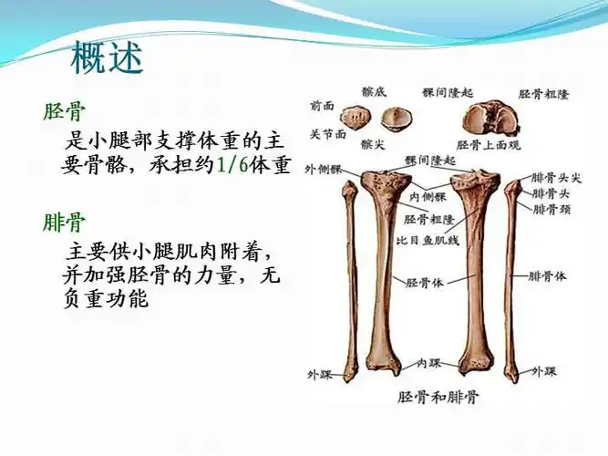 胫腓骨骨折的护理ppt