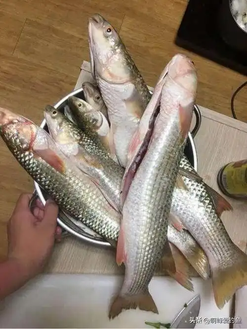 赤眼鱼一斤多少钱(眼红身青) - 价格百科