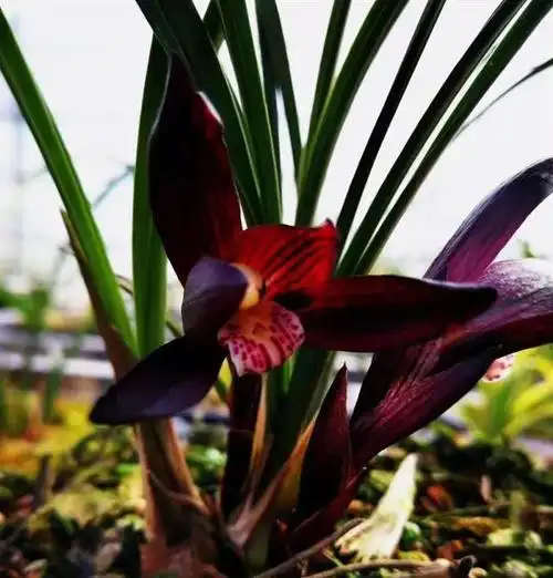 贵州兰花的代表,有人说它是春兰"红花之王",曾经26万一株