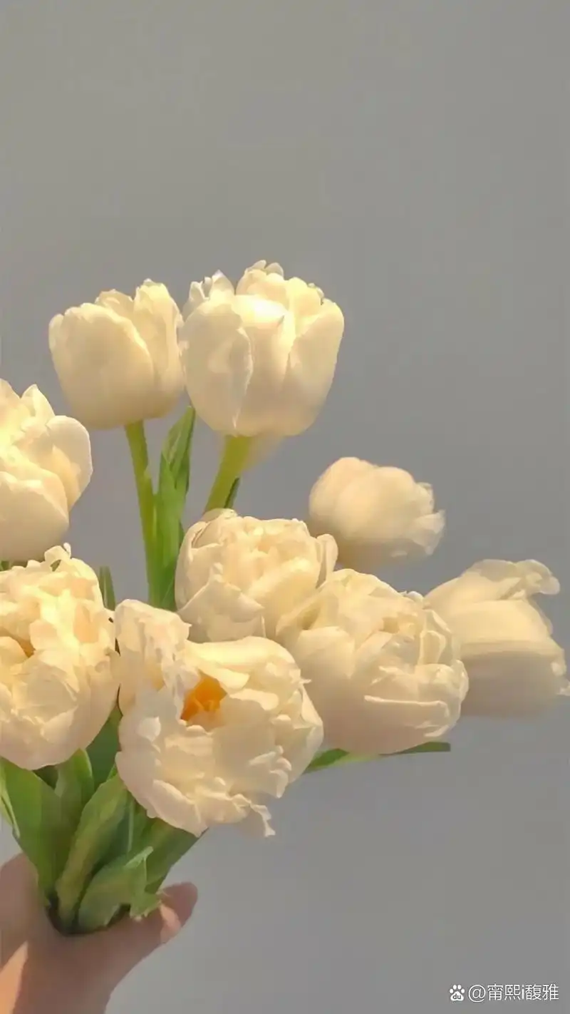 郁金香93#郁金香壁纸# #聊天背景图