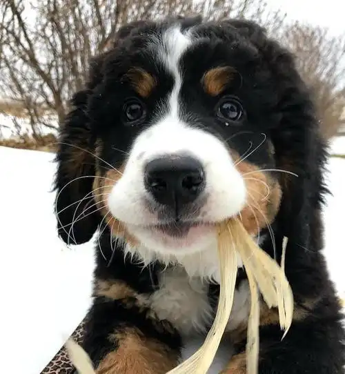 憨厚老实的大块头伯恩山犬小时候原来也是软萌的好奇宝宝