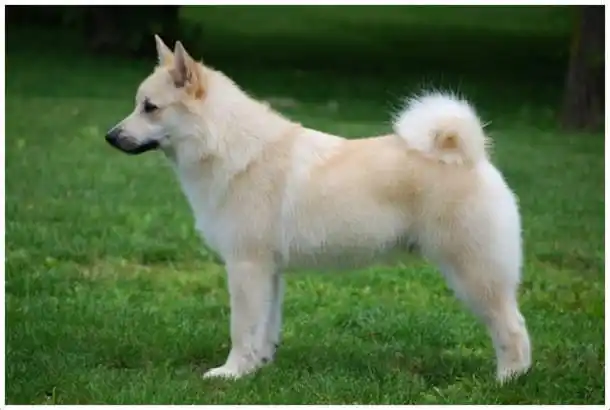 挪威牧羊犬(原产于挪威的动物)_尚可名片