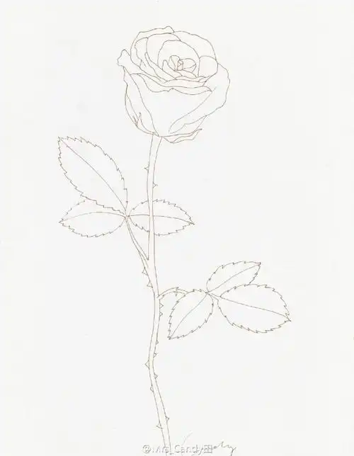 考虑玫瑰花瓣层次有点多,附上上一条水彩玫瑰过程中玫瑰的线稿~高