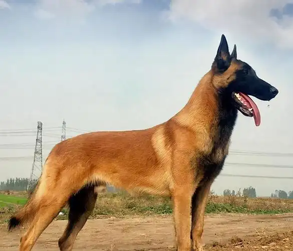 军犬一般是什么品种(目前军队比较常见的军犬品种)_小强知识网