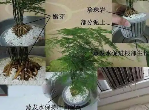 文竹水培的养护技巧