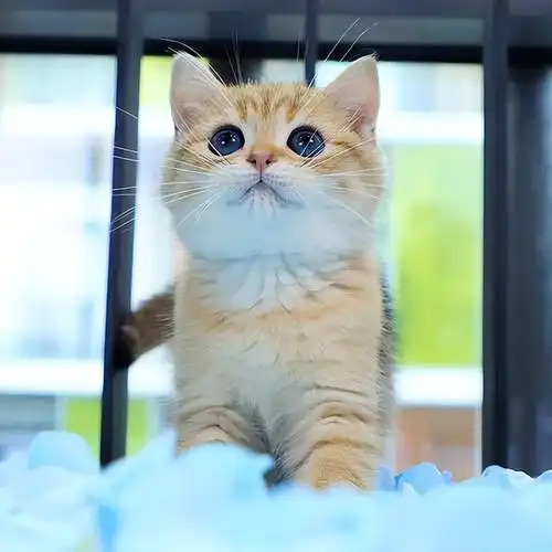 饲养一只可爱呆萌的英短猫,怎么才可以把它养好呢?