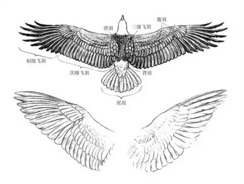 6鸟的羽毛结构基本特征 - wby_6123 - wby_6123的博客
