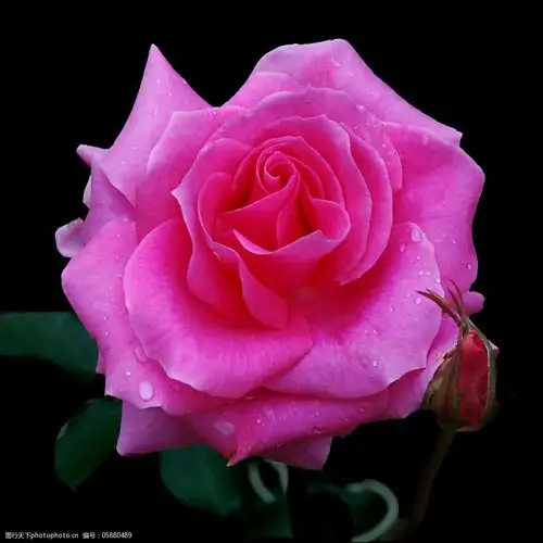 位图植物摄影写实花卉花朵玫瑰免费素材图片-图行天下图库