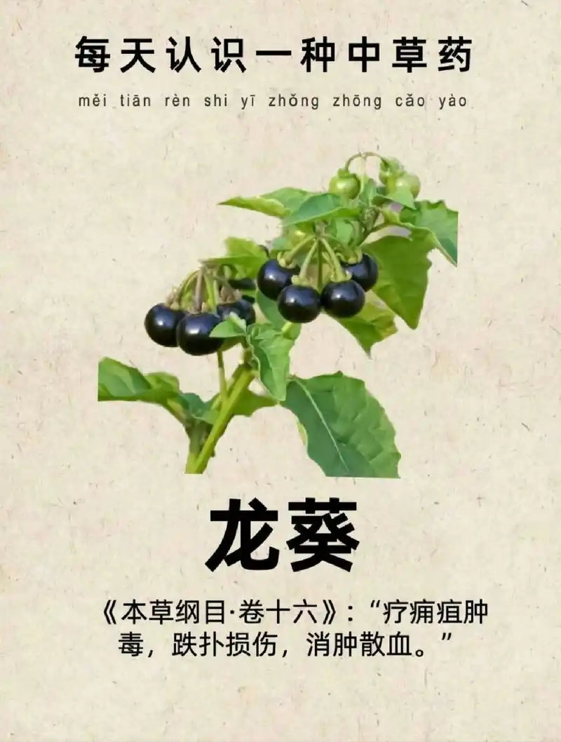 龙葵的功效与作用 龙葵具有镇痛清火,止咳祛痰,活血化瘀的作用 禁忌