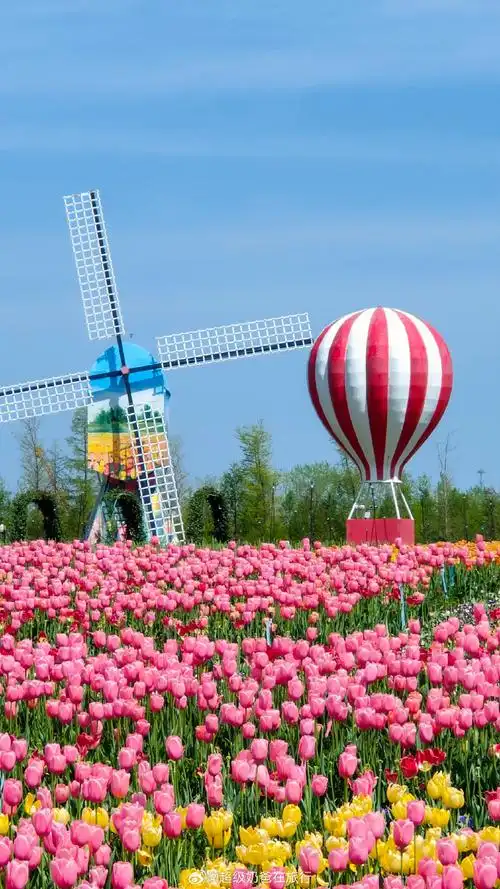 #荷你一起看花海##可以看看你手机里的春天吗#