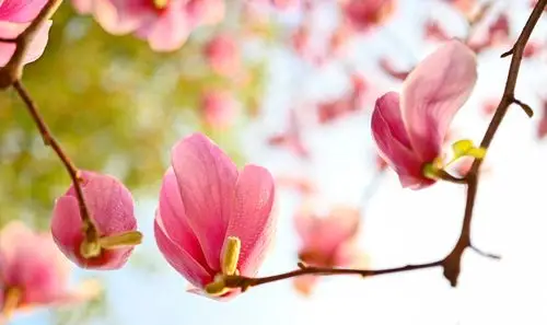 大好春光共赏美丽的玉兰花