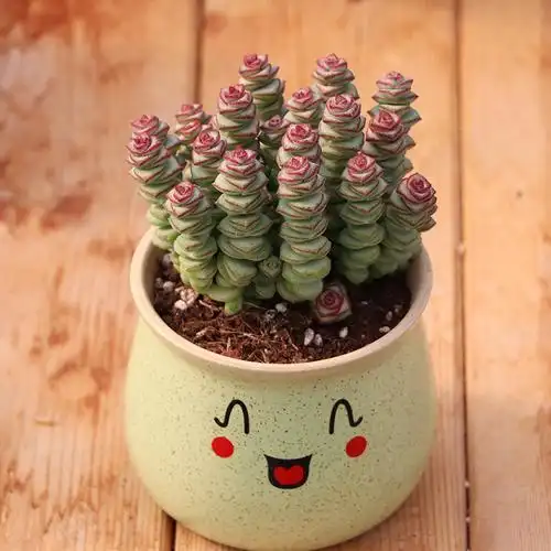 植物含盆带土钱串多招财盆栽大颗老桩钱园艺多肉植物