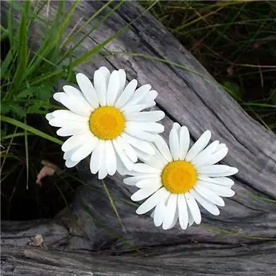 微信图片头像唯美简单_布阁拉