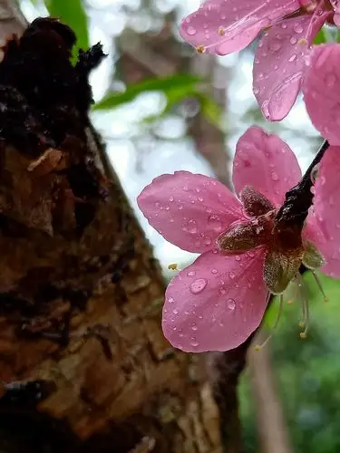 雨中桃花,娇滴诱人!显得更加美丽,动人!