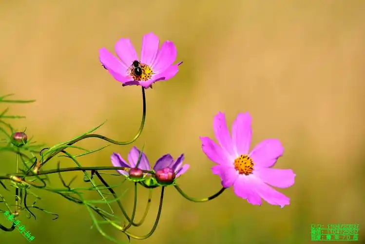豪哥街拍#——初秋的漂亮花朵——格桑花(扫帚梅)——北国小城明珠二