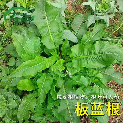 植物大青青叶板蓝根种子种籽孑苗中药种种植苗家庭园艺种子