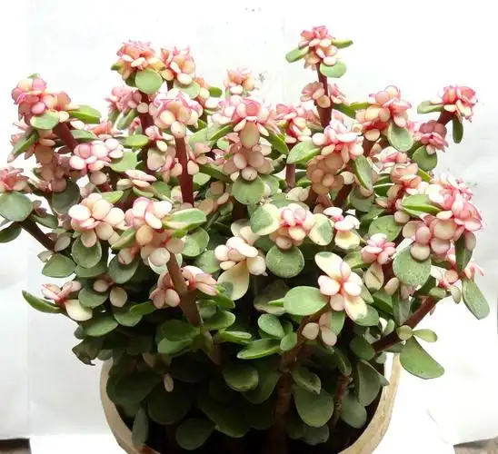 多肉植物金枝玉叶整盆绿植盆栽 金枝玉叶小盆不含盆【图片 价格 品牌