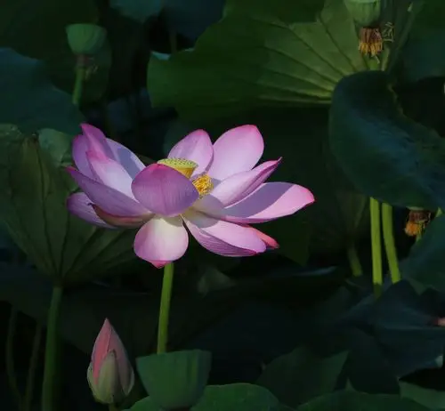 诗意荷花唯美了夏季