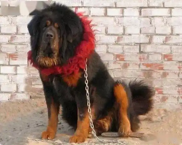 4,天泽铁蛋的外形和贼喽有相似之处,有一股不怒自威的藏獒之风.