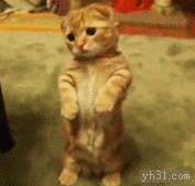 猫咪gif站着gif卖萌gif可爱gif