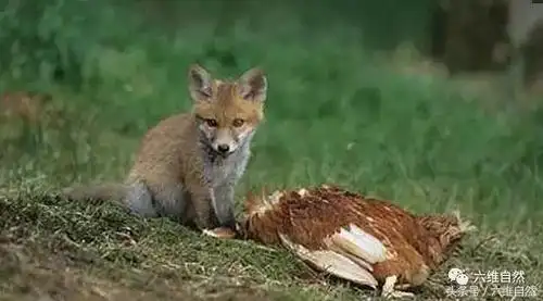 大狐狸与小狐狸进农舍偷鸡却不幸被农户发现