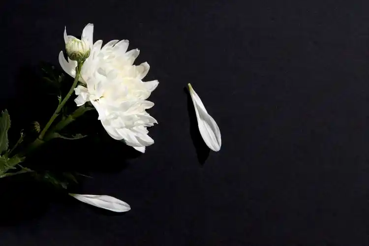 摄图网_501275093_banner_白菊(企业商用).jpg