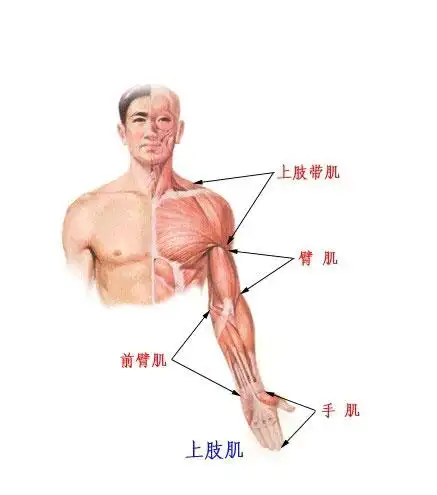医学图库标题:上肢肌解剖示意图-人体解剖图 上肢肌指上肢的肌肉组织
