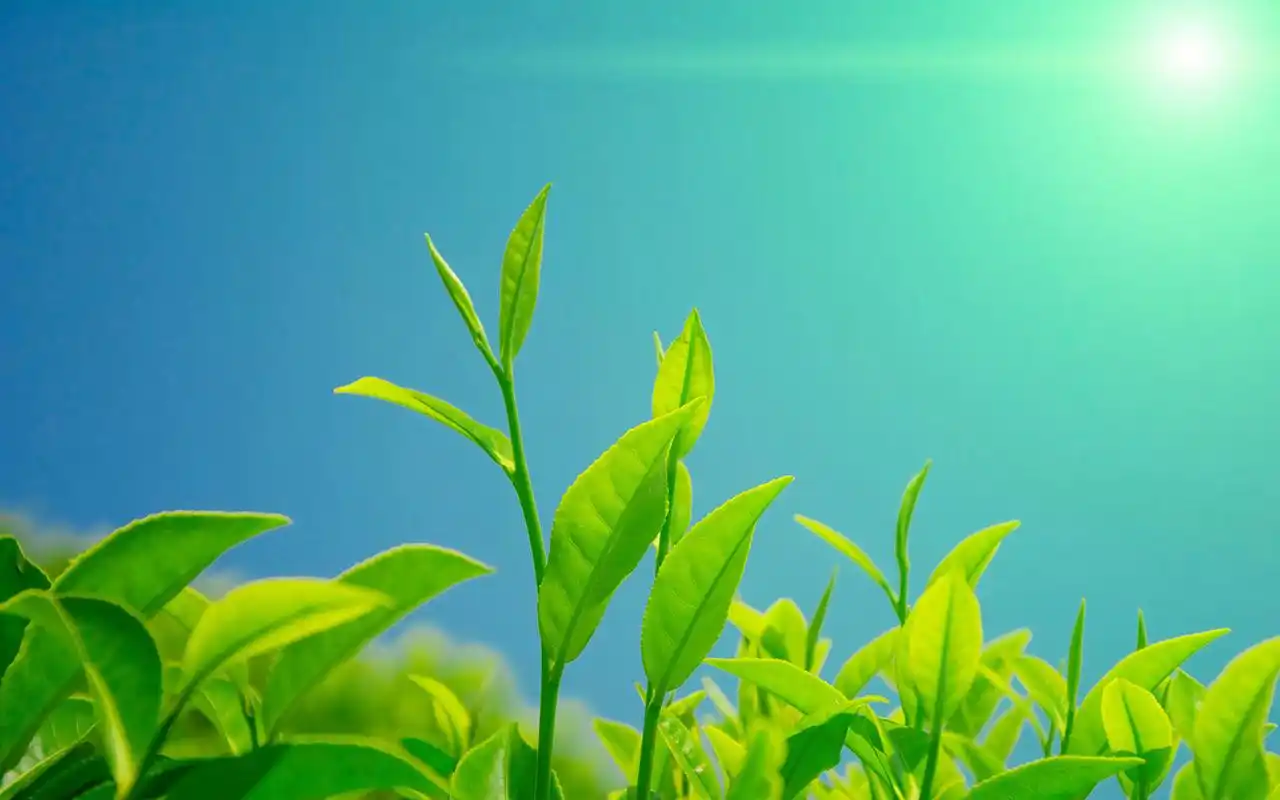 小清新茶叶绿色护眼高清桌面壁纸