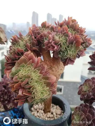 紫羊绒法师缀(出)