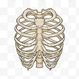 肋骨医学骨骼卡通模型