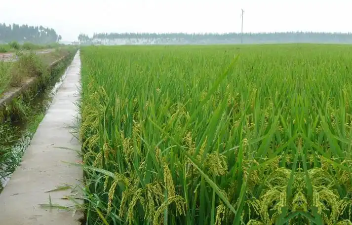 天钵东北大米 珍珠米5kg/袋 黑龙江方正特产大米 香米 区域包邮