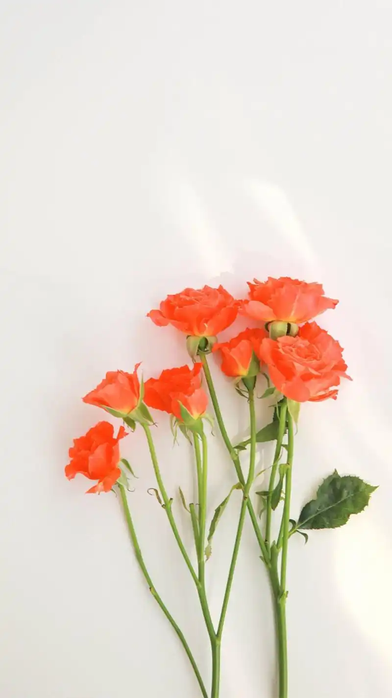 微博壁纸集-风景静物系列手机壁纸