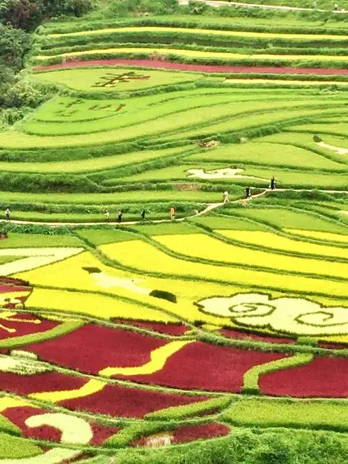 核桃箐彩色稻田