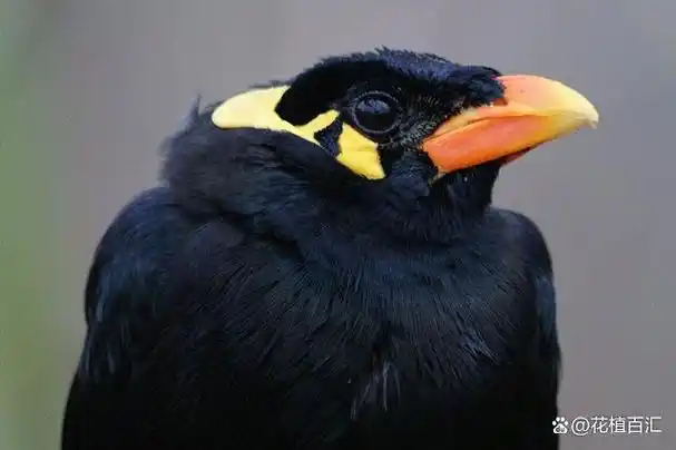 「神奇生物」探索:世界上十大会说话的鸟类,你认识几个?