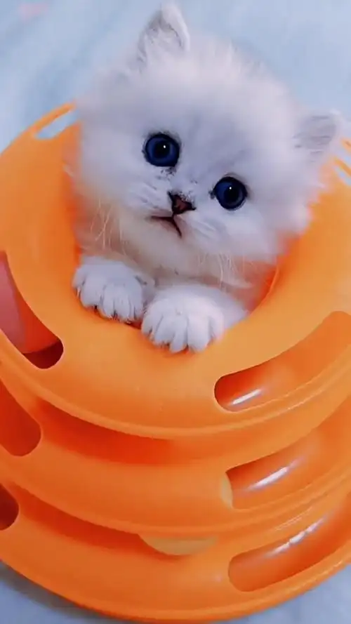 呆萌可爱的小猫咪,你喜欢吗