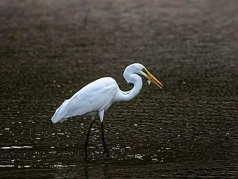 白鹭,鸟,野生动物,水禽,涉禽,觅食,优雅,迁徙,候鸟,保护,环境,飞翔